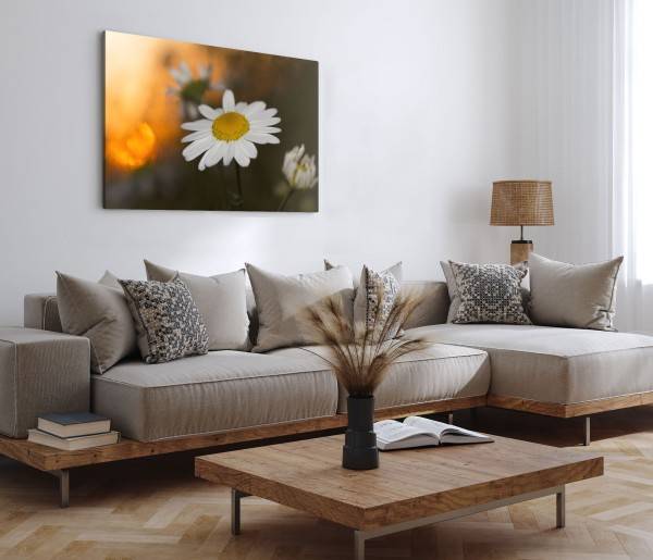 Paul Sinus Art 120x80cm Wandbild auf Leinwand Gänseblümchen weiße Blume Sommer Natur Limitierter Zeitrabatt