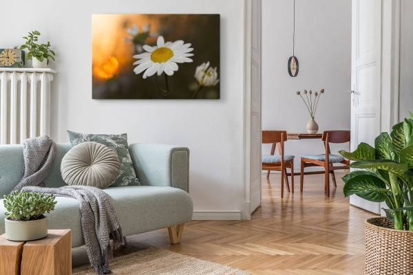 Paul Sinus Art 120x80cm Wandbild auf Leinwand Gänseblümchen weiße Blume Sommer Natur Limitierter Zeitrabatt