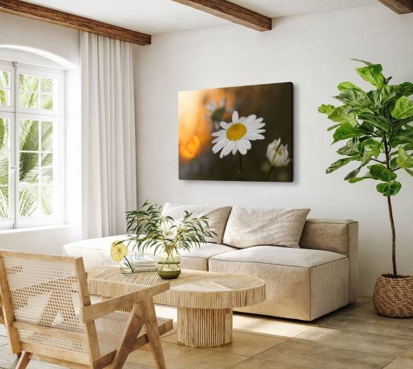 Paul Sinus Art 120x80cm Wandbild auf Leinwand Gänseblümchen weiße Blume Sommer Natur Limitierter Zeitrabatt