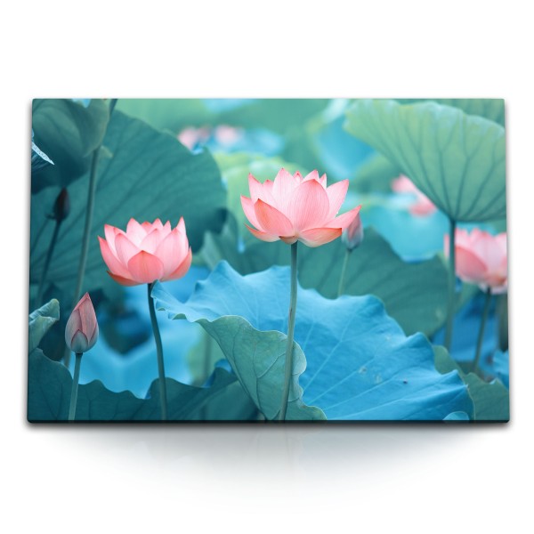 Paul Sinus Art 120x80cm Wandbild auf Leinwand Lotus Blumen rosa Blüten Wasserblume Asien Natur