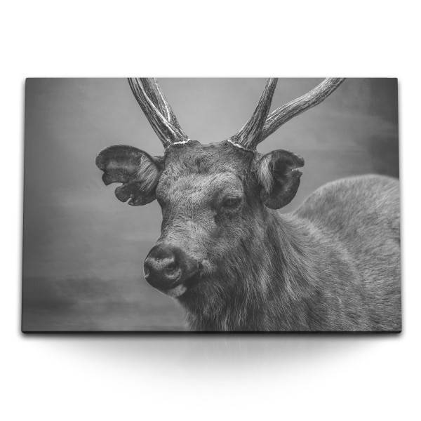 Paul Sinus Art 120x80cm Wandbild auf Leinwand Schwarz Weiß Tierfotografie Hirsch Hirschgeweih