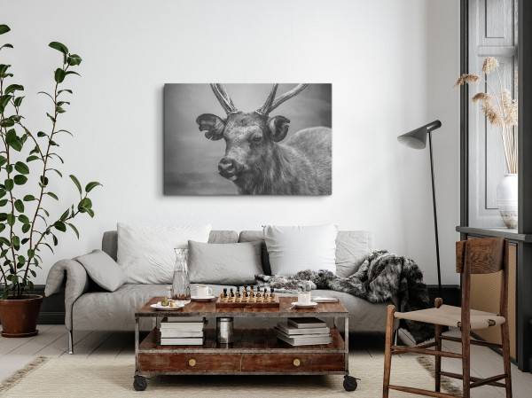 Paul Sinus Art 120x80cm Wandbild auf Leinwand Schwarz Weiß Tierfotografie Hirsch Hirschgeweih Online Shopping