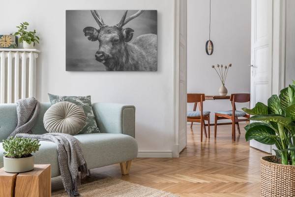 Paul Sinus Art 120x80cm Wandbild auf Leinwand Schwarz Weiß Tierfotografie Hirsch Hirschgeweih Online Shopping