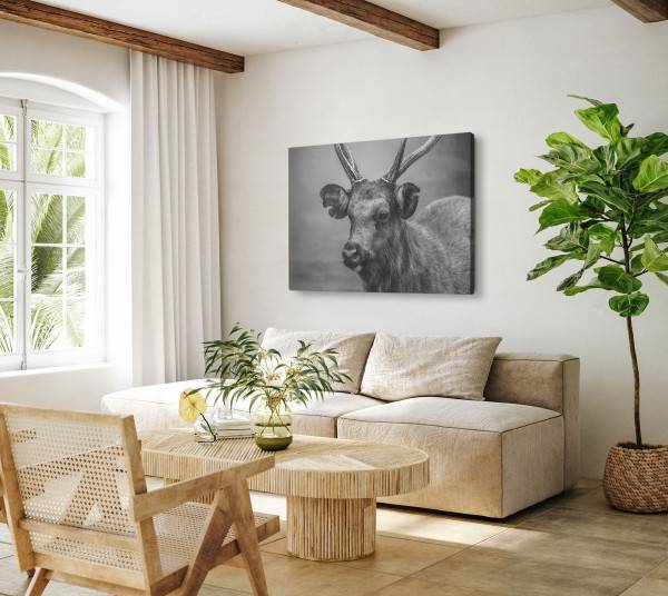 Paul Sinus Art 120x80cm Wandbild auf Leinwand Schwarz Weiß Tierfotografie Hirsch Hirschgeweih Online Shopping