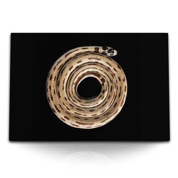 Paul Sinus Art 120x80cm Wandbild auf Leinwand Weiße Kettennatter Schlange schwarzer Hintergrund Tierfotografie