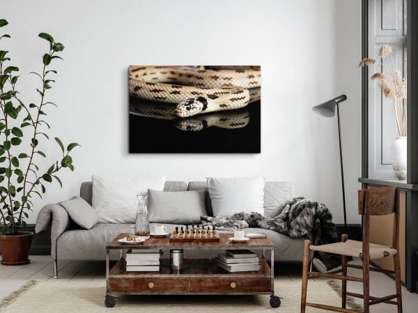 Paul Sinus Art 120x80cm Wandbild auf Leinwand Schlange Giftschlange Tierfotografie Schwarz Kettennatter Weihnachtsangebot