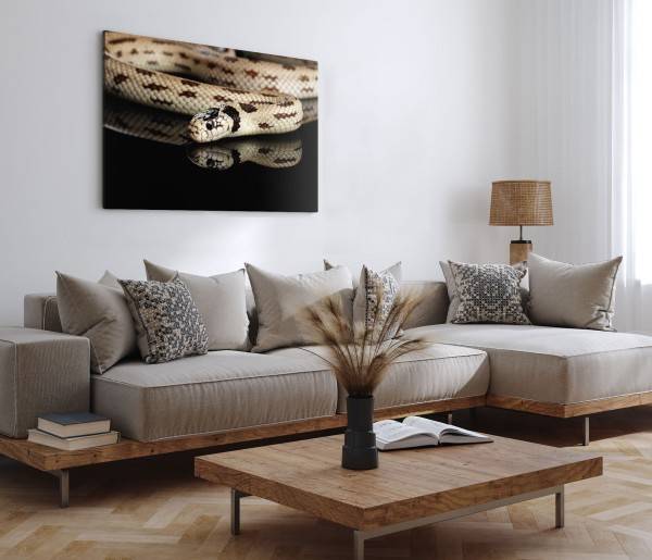 Paul Sinus Art 120x80cm Wandbild auf Leinwand Schlange Giftschlange Tierfotografie Schwarz Kettennatter Weihnachtsangebot