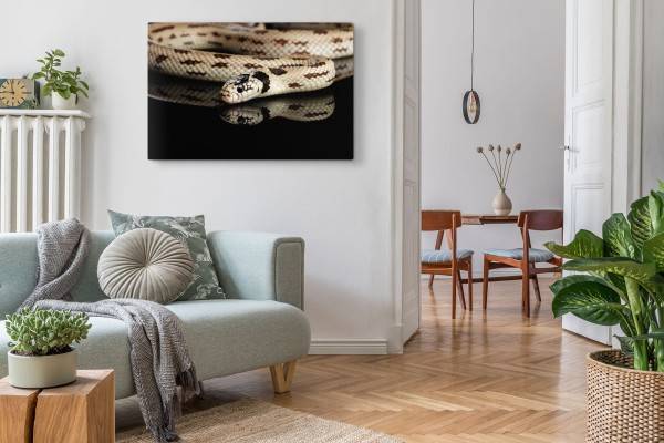 Paul Sinus Art 120x80cm Wandbild auf Leinwand Schlange Giftschlange Tierfotografie Schwarz Kettennatter Weihnachtsangebot