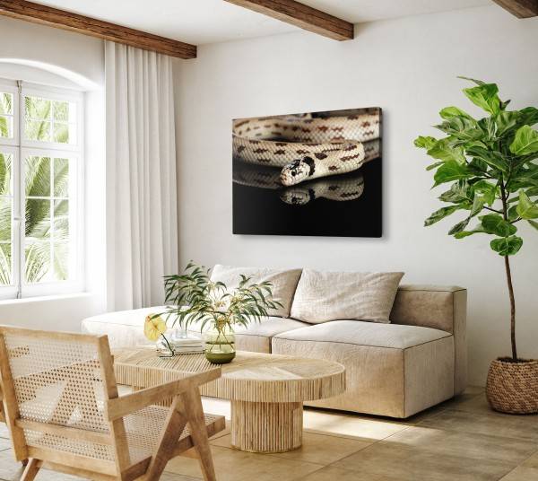 Paul Sinus Art 120x80cm Wandbild auf Leinwand Schlange Giftschlange Tierfotografie Schwarz Kettennatter Weihnachtsangebot