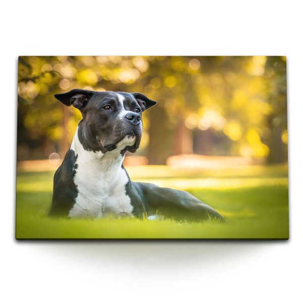 Paul Sinus Art 120x80cm Wandbild auf Leinwand American Staffordshire Terrier Hund Park Grün