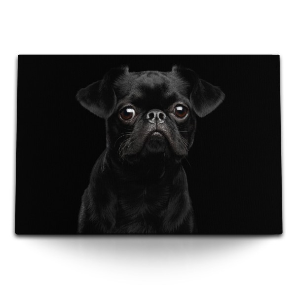 Paul Sinus Art 120x80cm Wandbild auf Leinwand Kleiner schwarzer Mops Hund Welpe Tierfotografie