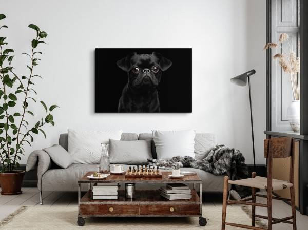 Paul Sinus Art 120x80cm Wandbild auf Leinwand Kleiner schwarzer Mops Hund Welpe Tierfotografie Top Angebot