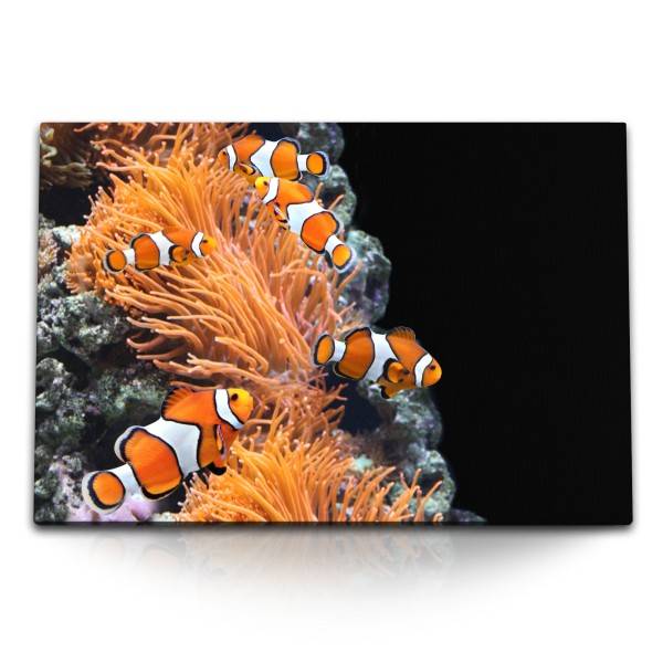 Paul Sinus Art 120x80cm Wandbild auf Leinwand Korallenriff Clownfische bunte Fische unter Wasser