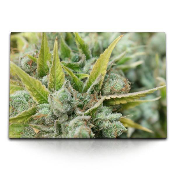Paul Sinus Art 120x80cm Wandbild auf Leinwand Cannabis Knospen Harz Fotokunst Makrofotografie Grün
