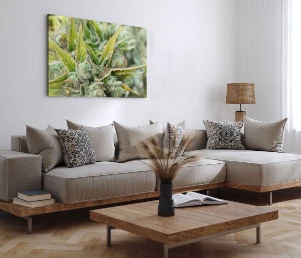 Paul Sinus Art 120x80cm Wandbild auf Leinwand Cannabis Knospen Harz Fotokunst Makrofotografie Grün Riesige Ersparnisse