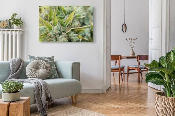 Paul Sinus Art 120x80cm Wandbild auf Leinwand Cannabis Knospen Harz Fotokunst Makrofotografie Grün Riesige Ersparnisse
