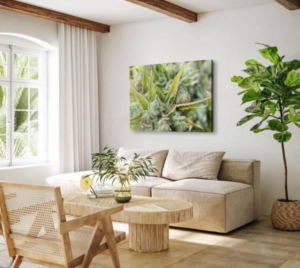 Paul Sinus Art 120x80cm Wandbild auf Leinwand Cannabis Knospen Harz Fotokunst Makrofotografie Grün Riesige Ersparnisse