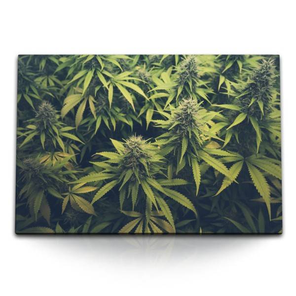 Paul Sinus Art 120x80cm Wandbild auf Leinwand Cannabis Cannabispflanze Grün Naturbild Pflanzenbild