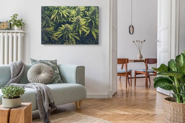 Paul Sinus Art 120x80cm Wandbild auf Leinwand Cannabis Cannabispflanze Grün Naturbild Pflanzenbild VIP-Rabatte