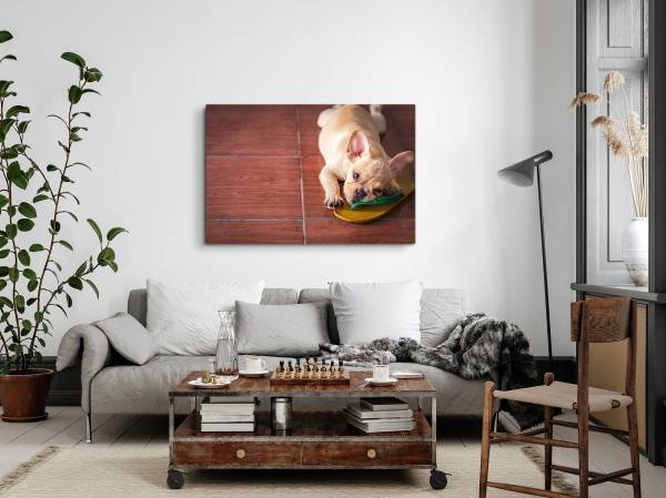 Paul Sinus Art 120x80cm Wandbild auf Leinwand Kleiner Welpe Hund Französische Bulldogge Lustig Tiefpreis