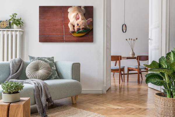 Paul Sinus Art 120x80cm Wandbild auf Leinwand Kleiner Welpe Hund Französische Bulldogge Lustig Tiefpreis
