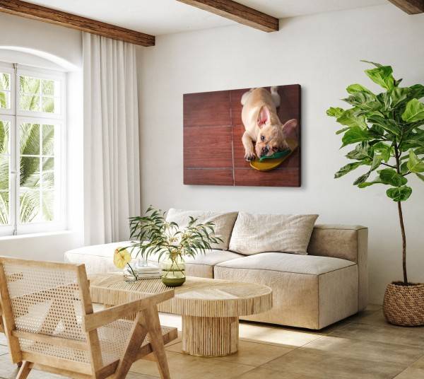 Paul Sinus Art 120x80cm Wandbild auf Leinwand Kleiner Welpe Hund Französische Bulldogge Lustig Tiefpreis