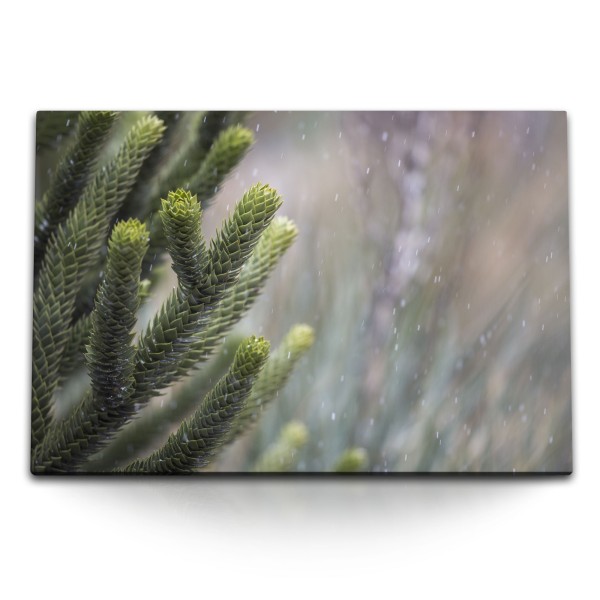 Paul Sinus Art 120x80cm Wandbild auf Leinwand Grüne Pflanze Zapfen Schnee Winter Natur