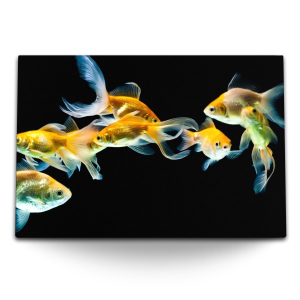 Paul Sinus Art 120x80cm Wandbild auf Leinwand Goldfische Aquarienfische schwarzer Hintergrund