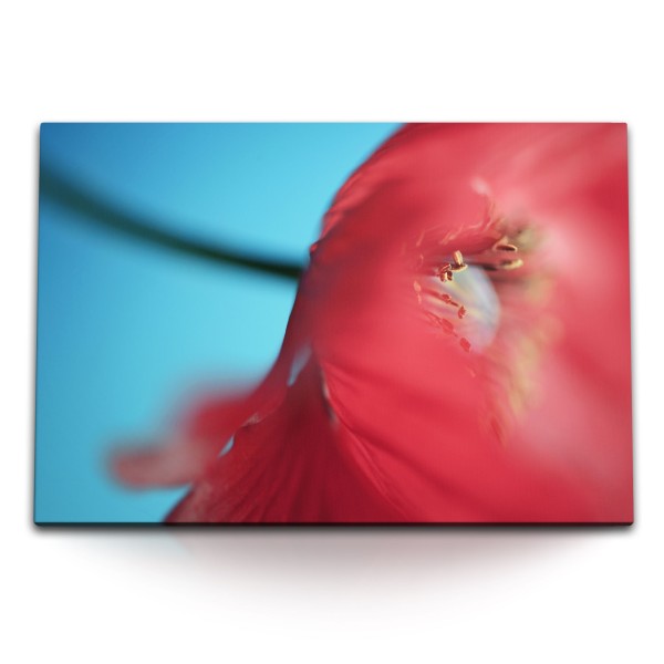 Paul Sinus Art 120x80cm Wandbild auf Leinwand Rote Blume Mohn Blüte Rot Makrofotografie