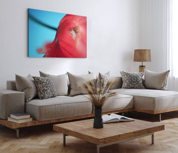 Paul Sinus Art 120x80cm Wandbild auf Leinwand Rote Blume Mohn Blüte Rot Makrofotografie Nur noch ein Tag übrig