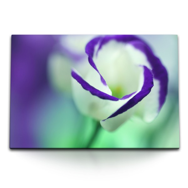 Paul Sinus Art 120x80cm Wandbild auf Leinwand Blume Blüte Weiß Violett Fotokunst Makrofotografie