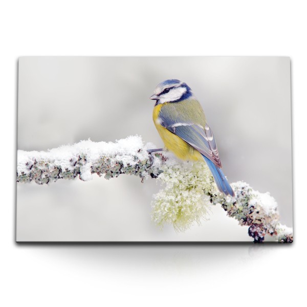 Paul Sinus Art 120x80cm Wandbild auf Leinwand Meise kleiner Vogel Winter Ast Schnee Bunt