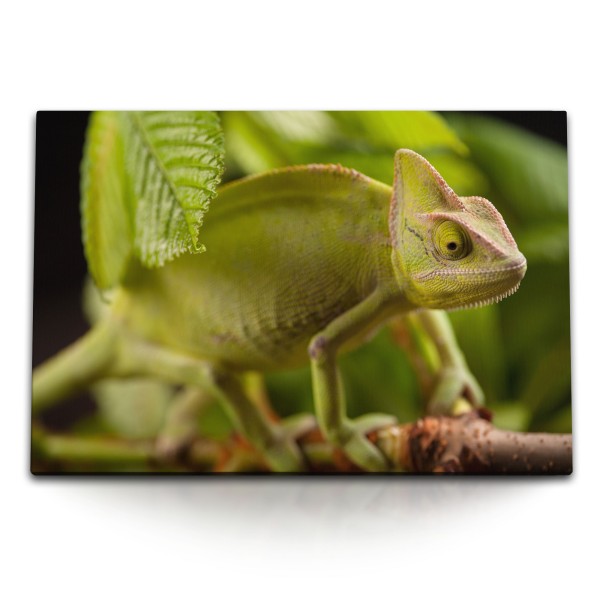 Paul Sinus Art 120x80cm Wandbild auf Leinwand Chamäleon Regenwald Tropisch Grün Tierfotografie