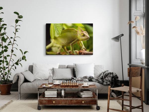 Paul Sinus Art 120x80cm Wandbild auf Leinwand Chamäleon Regenwald Tropisch Grün Tierfotografie Begrenzt auf 3 Tage