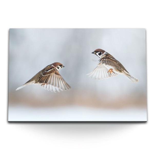 Paul Sinus Art 120x80cm Wandbild auf Leinwand Kleine Vögel Sperlinge Haussperling Tierfotografie
