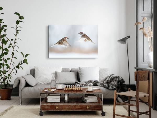 Paul Sinus Art 120x80cm Wandbild auf Leinwand Kleine Vögel Sperlinge Haussperling Tierfotografie Im Verkauf