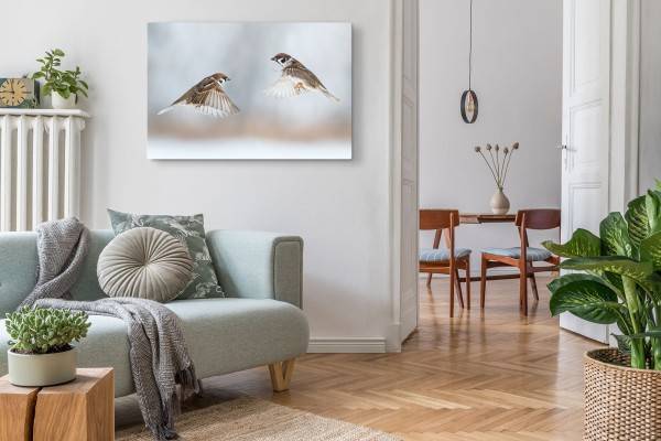 Paul Sinus Art 120x80cm Wandbild auf Leinwand Kleine Vögel Sperlinge Haussperling Tierfotografie Im Verkauf
