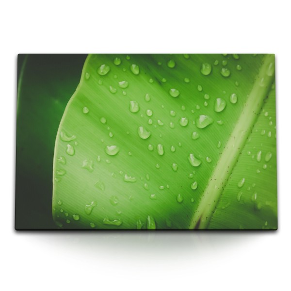 Paul Sinus Art 120x80cm Wandbild auf Leinwand Grünes Pflanzenblatt Regentropfen Natur Makrofotografie
