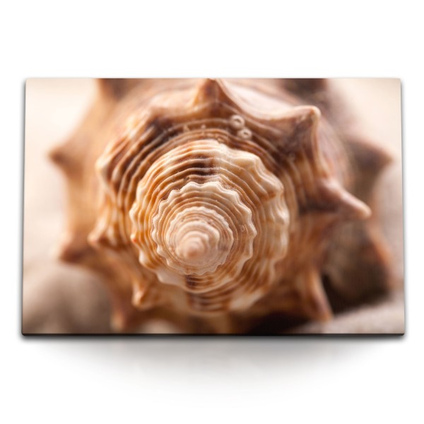Paul Sinus Art 120x80cm Wandbild auf Leinwand Fotokunst Muschel Schneckenhaus Spirale Meeresmuschel
