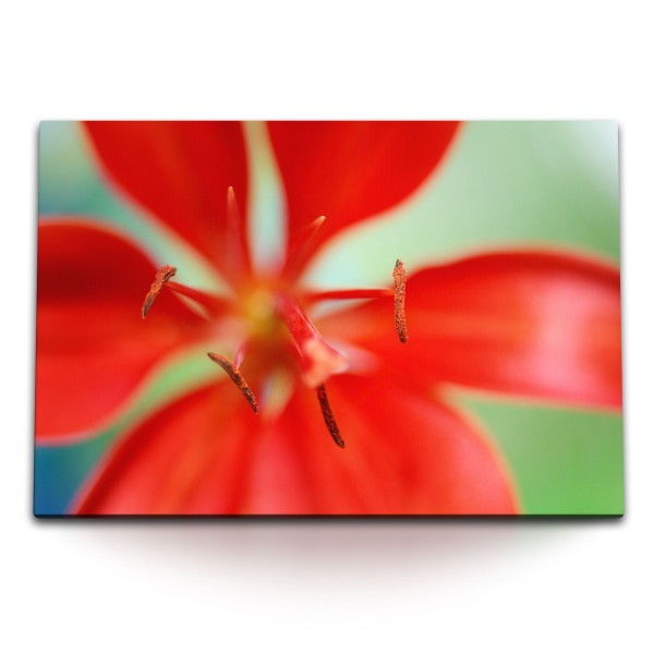 Paul Sinus Art 120x80cm Wandbild auf Leinwand Rote Lilie Blume Blüte Makrofotografie Kunstvoll