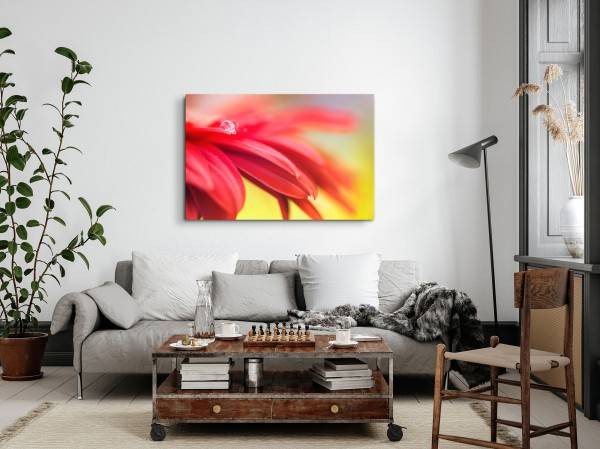 Paul Sinus Art 120x80cm Wandbild auf Leinwand Rote Blume Blüte Wassertropfen Makrofotografie Hotsell