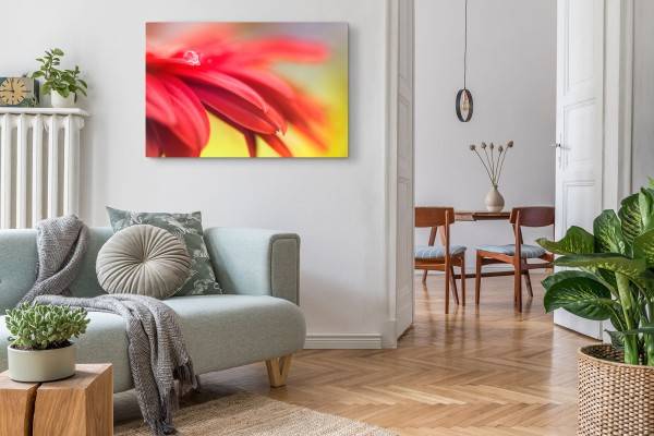 Paul Sinus Art 120x80cm Wandbild auf Leinwand Rote Blume Blüte Wassertropfen Makrofotografie Hotsell