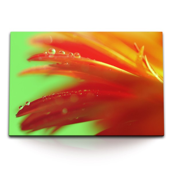 Paul Sinus Art 120x80cm Wandbild auf Leinwand Blume Blüte Orange Wassertropfen Makrofotografie