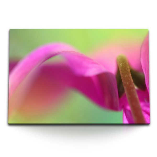 Paul Sinus Art 120x80cm Wandbild auf Leinwand Makrofotografie Blume Exotisch Rosa Grün