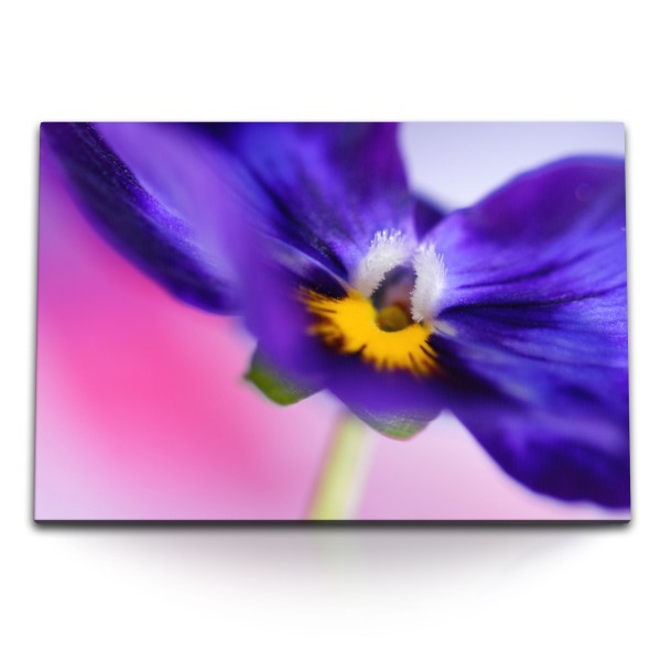 Paul Sinus Art 120x80cm Wandbild auf Leinwand Blume Blüte Violett Makroaufnahme Fotokunst