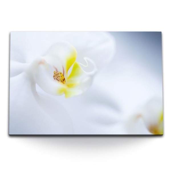 Paul Sinus Art 120x80cm Wandbild auf Leinwand Weiße Orchidee Blume Blüte Nahaufnahme Hell