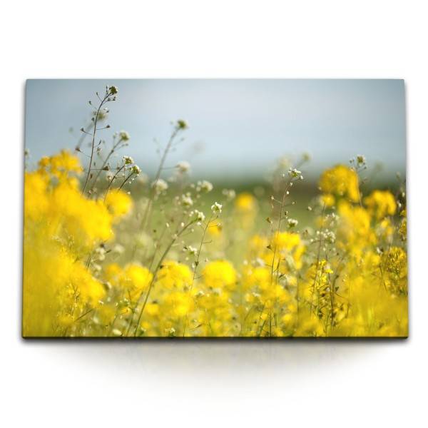 Paul Sinus Art 120x80cm Wandbild auf Leinwand Rapsfeld Gelb Feld Natur Sonnenschein