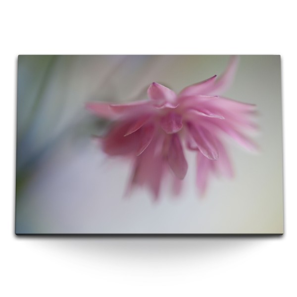 Paul Sinus Art 120x80cm Wandbild auf Leinwand Rosa Blume Blüte Fotokunst Natur
