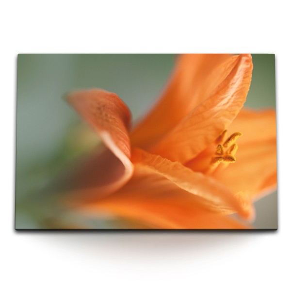 Paul Sinus Art 120x80cm Wandbild auf Leinwand Orange Lilie Blüte Blume Makrofotografie Kunstvoll