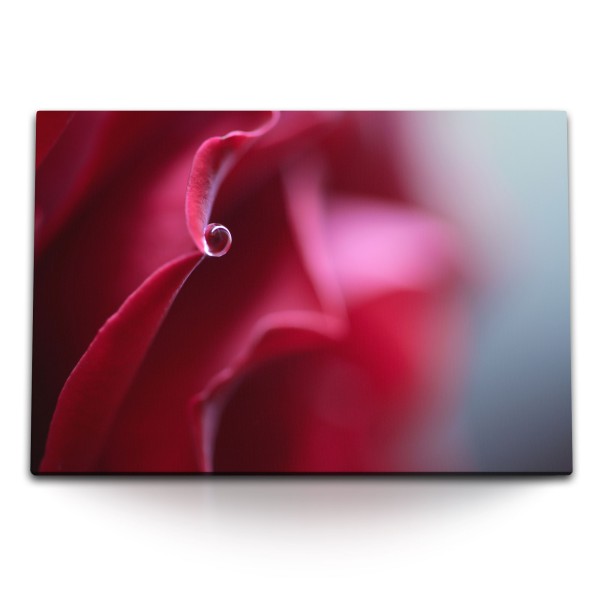 Paul Sinus Art 120x80cm Wandbild auf Leinwand Rote Blüte Rose Makrofotografie Rot Wassertropfen